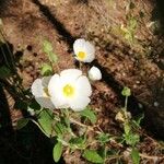 Cistus populifolius Цветок