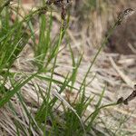 Carex ericetorum Feuille
