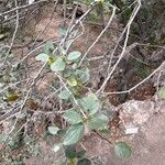 Rhamnus ludovici-salvatoris