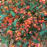 Kennedia coccinea Flower