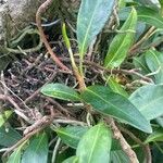 Anthurium scandens Hoja