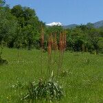 Eremurus fuscus Habit