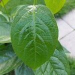 Diospyros kaki Leaf
