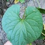 Viola pubescens Folha