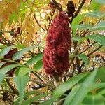 Rhus typhina Frucht