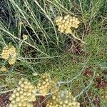 Helichrysum saxatile Flower