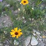 Thelesperma megapotamicum Flower