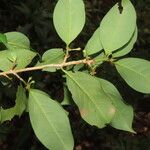 Erythroxylum fimbriatum Leht