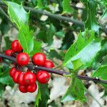 Ilex opaca Фрукт