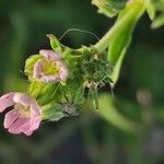 Silene apetala Blomst