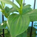 Costus spiralis Blatt