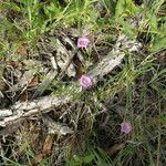 Ipomoea capillacea Hábito