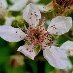 Rubus gratus Fiore