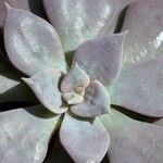 Echeveria trianthina List