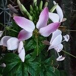 Cleome spinosa Flower