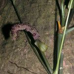 Anthurium pentaphyllum Gyümölcs