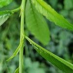 Prunus persica Leaf