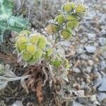 Pardoglossum cheirifolium Fruit