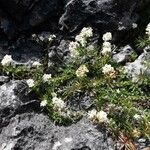 Galium anisophyllon Συνήθη χαρακτηριστικά