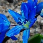 Scilla siberica Blomst