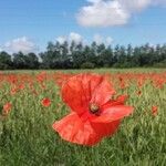 Papaver rhoeas Цвят