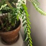 Phyllanthus niruri 葉