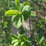 Exochorda racemosa Liść