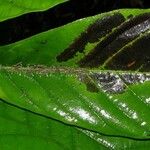 Ficus brevibracteata Hoja