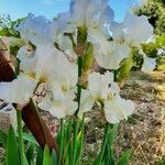 Iris albicans Floare