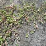 Lythrum borysthenicum Habit