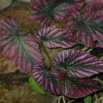 Begonia brevirimosa Leaf