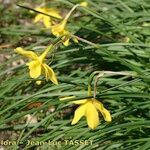 Narcissus × odorus Flower