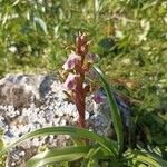 Anacamptis collina Frunză