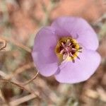 Calochortus flexuosus Blodyn