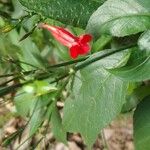Ruellia brevifolia ᱵᱟᱦᱟ
