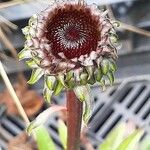 Ayapana triplinervis Flower