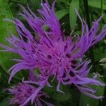 Centaurea nervosa ᱵᱟᱦᱟ