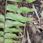 Nephrolepis biserrata Leht