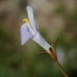 Bonnaya antipoda Kwiat