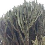 Euphorbia murielii Blad