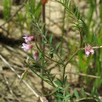 Vicia disperma 叶