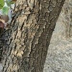 Bauhinia tomentosa кора