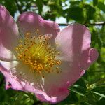 Rosa canina Blüte