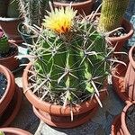 Ferocactus herrerae Hostoa