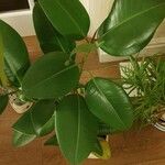 Ficus elastica Folha