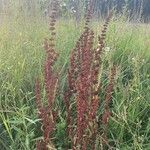 Rumex crispusFlower