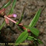 Ammannia robusta Flor