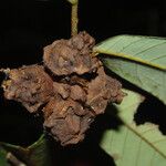 Neostenanthera neurosericea Fruit