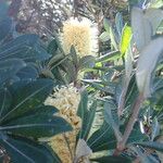 Banksia integrifolia Floare