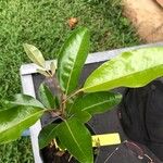 Aglaia elaeagnoidea Deilen